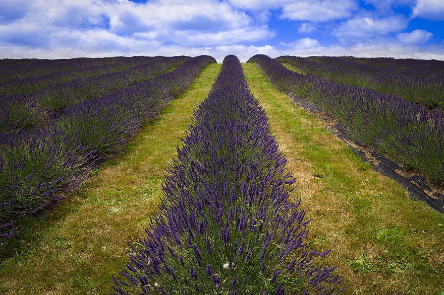 lavender, bidang, tanah pertanian, bunga-bunga, jalan, jejak, jalur alam, jejak alam, pertanian lavender, bidang lavender, bunga