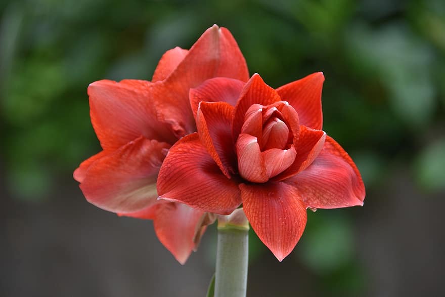 Lily of the valley, blomstringen, rød, hyggelig, blomst