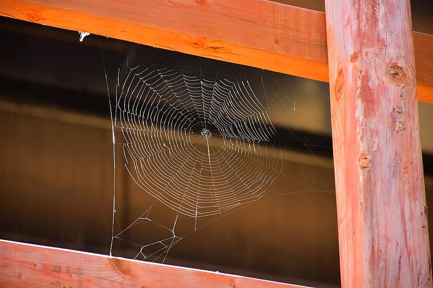 web, araña, madera, cerca