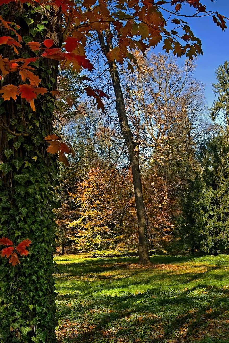 herfst, park, bomen