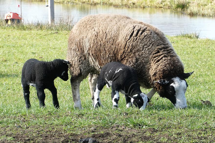 子羊、放牧する、羊、春、牧草地、ほ乳類、動物たち、ファーム、草、田園風景、農業
