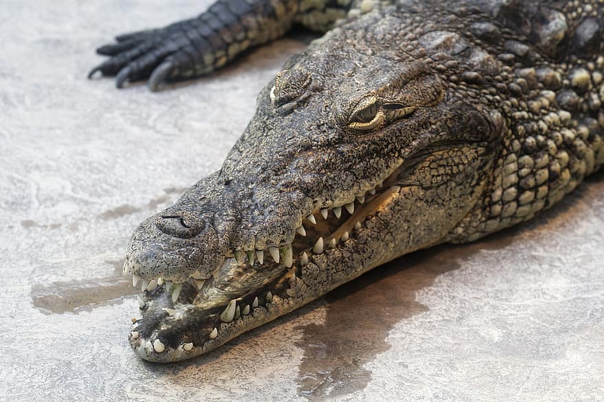 krokodýl, aligátor, plazů, hlava, zuby, dráp, oči, šupinatý, dravec