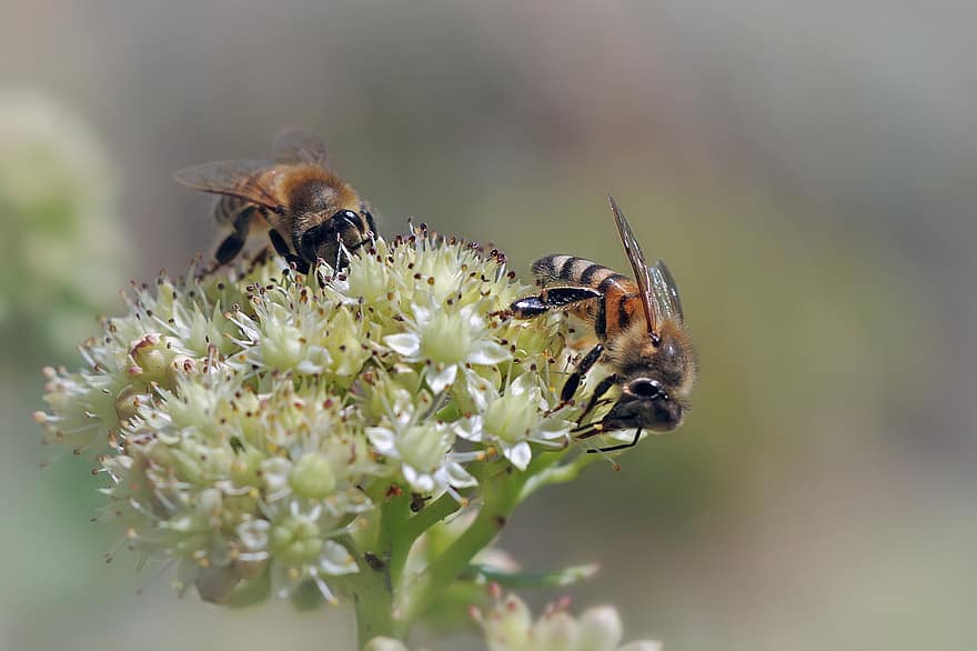 abelha, insetos, néctar, flor, polinização, pólen, querida, natureza, todos, voar