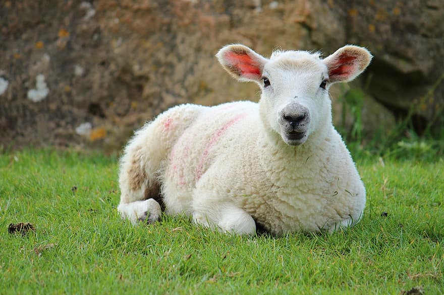 cừu, cỏ, loài, động vật, thú vật, động vật có vú, chăn nuôi, nông trại, cảnh nông thôn, đồng cỏ, nông nghiệp