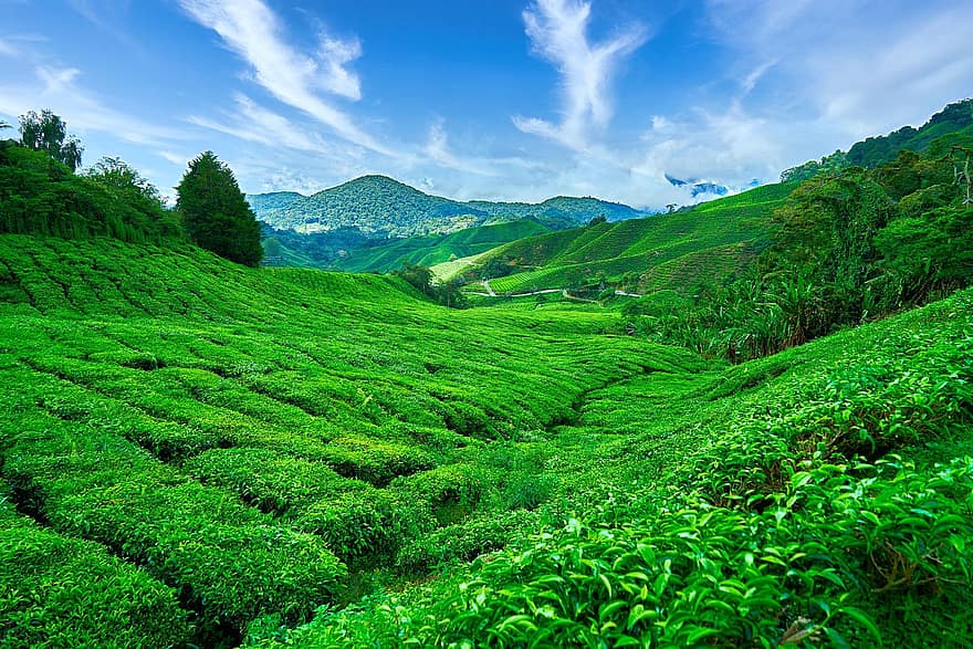 cielo, paesaggio, sfondo, montagna, natura, albero, erba, alto, verde, vista, Malaysia