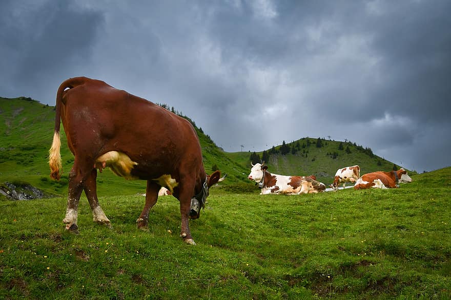 vacas, gado, pasto, pastagem alpina, animais de fazenda, vacas leiteiras, Alpes franceses, panorama, criação animal, grama, Prado