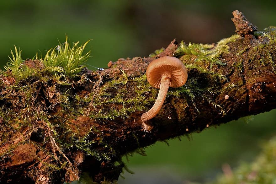 champignon discal, mousse, forêt