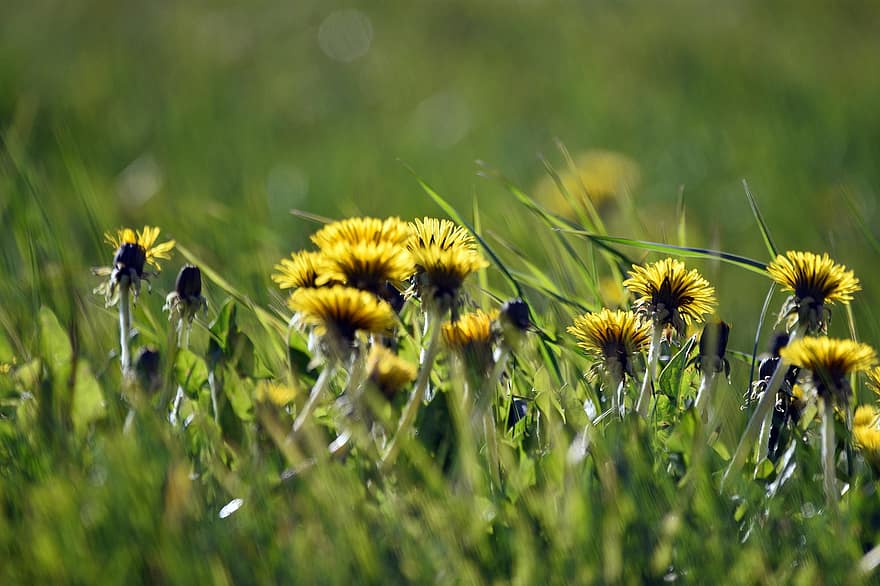 fleurs, Prairie, printemps, champ, jaune, paysage, herbe, l'odeur de, vert, herbes