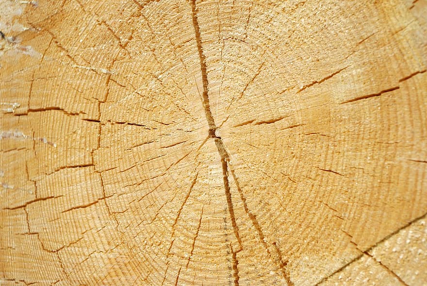 struktur, træ, crack, årlige ringe