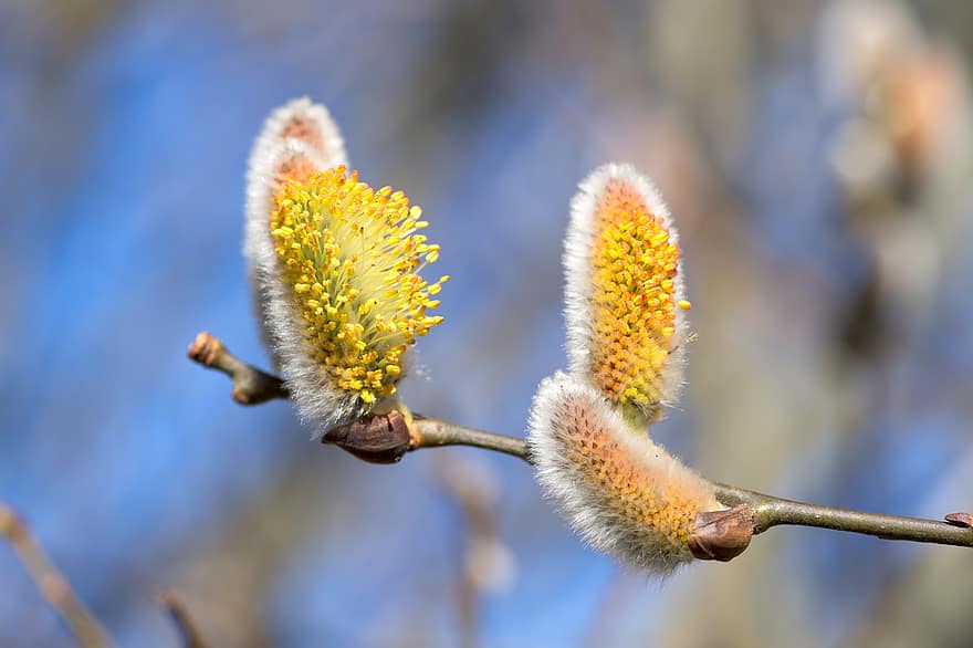 kambing willow, Catkin, pohon, cabang, vagina willow, pucat, salix caprea, bunga-bunga, halus, musim semi, berbunga