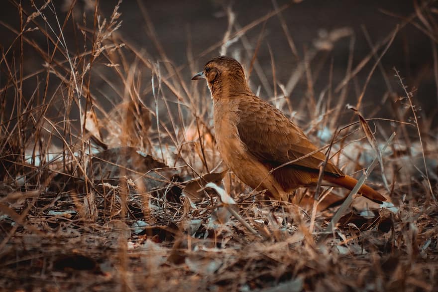 Bird, Animal, Meadow, Nature, Brown Bird, Dry Leaves, Twigs, Fall, animals in the wild, beak, feather