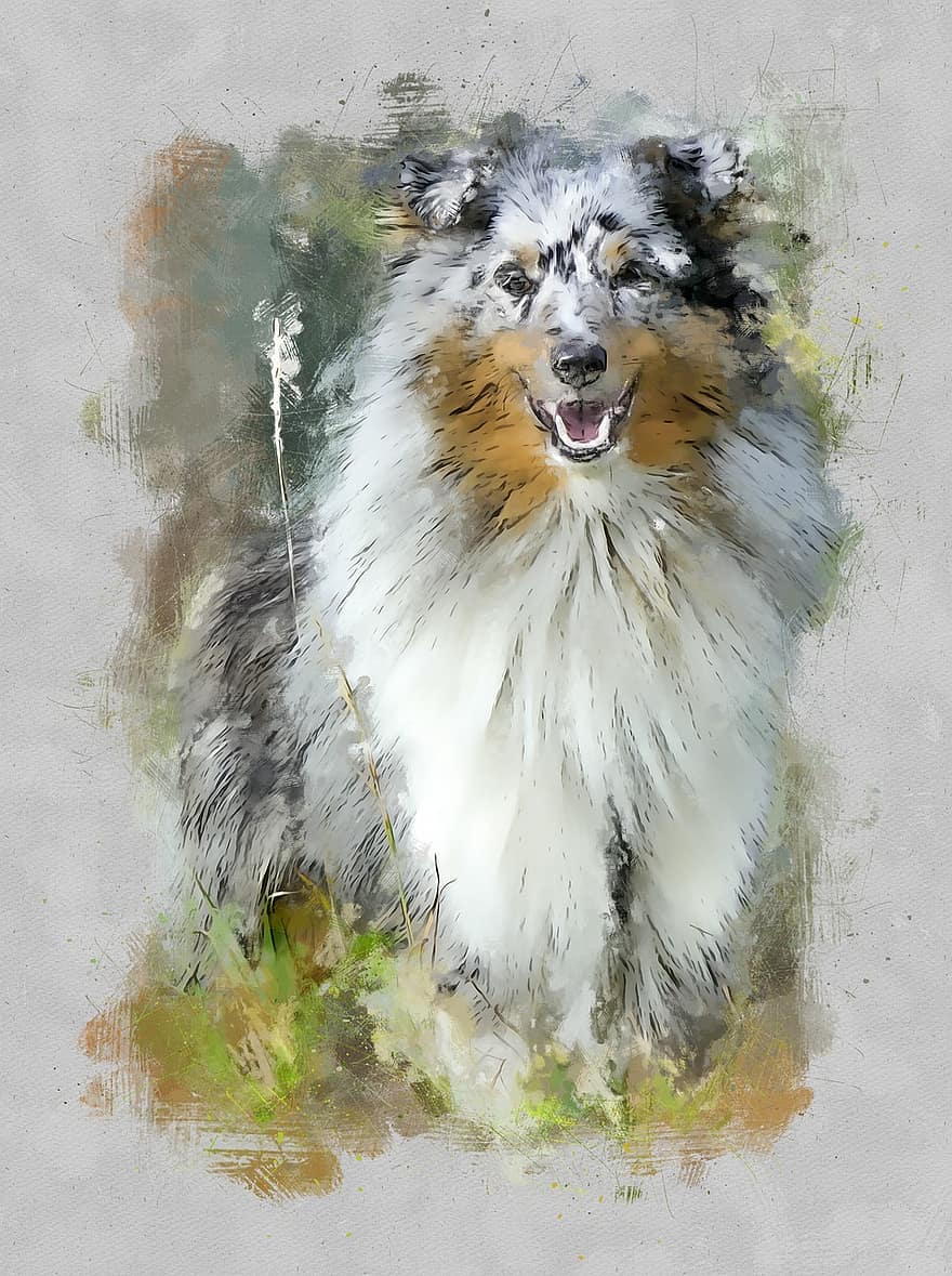 de herdershond van Shetland, hond, sheltie, weide, hoektand, dier, veld-, huisdier, zoogdier, vriend, loyaal