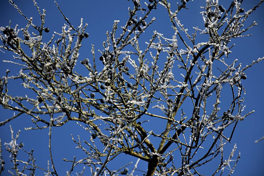 δέντρο, κλαδια δεντρου, πάγος, παγωνιά, κρύο, παγωμένος, eiskristalle, χειμερινός, χειμώνας