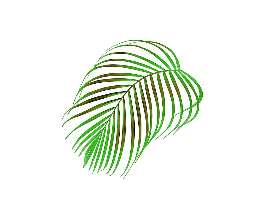 palma, hoja, follaje, tropical, verde, hojas, planta, naturaleza, árbol, exótico, botánica