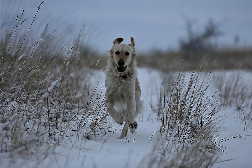anjing, musim dingin, salju, alam, membelai, hewan peliharaan, anjing trah, imut, berlari, anak anjing, binatang lokal