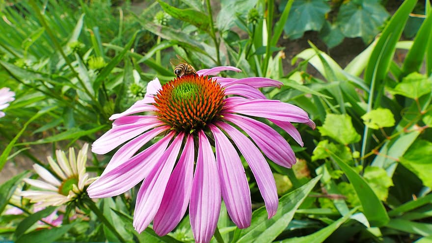 coneflower ungu, bunga, lebah, kelopak, menyerbuki, penyerbukan, menanam, flora, echinacea, kumbang, taman