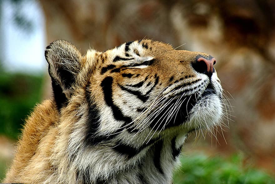 tigre, olorar, prendre el sol, cap, animal, gat