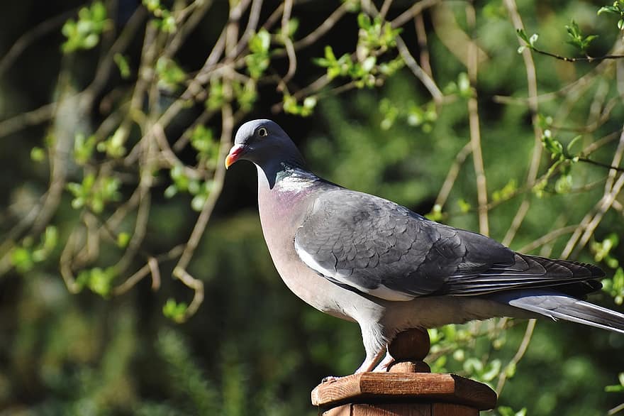 Wood Pigeon, Bird, Animal, Wildlife, Nature, beak, feather, animals in the wild, close-up, multi colored, pigeon