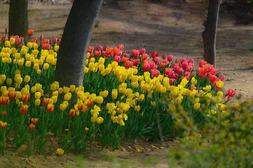 tulipas, flores, flores da primavera, Primavera, jardim, parque, República da Coreia, paisagem de primavera, panorama, tulipa, flor