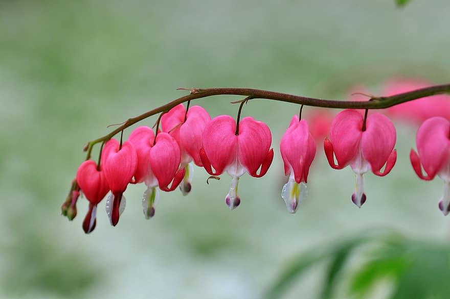 Asian Bleeding Heart, ดอกไม้, ดอกไม้สีชมพู, กลีบดอก, กลีบสีชมพู, เบ่งบาน, ดอก, พฤกษา, ปลูก, ใกล้ชิด, ใบไม้