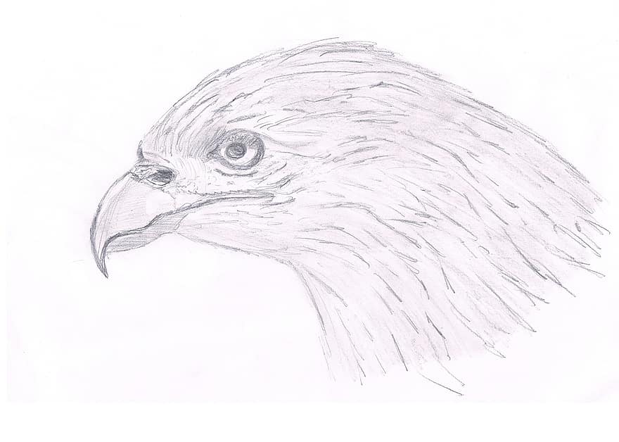 falcão, ave, desenhando