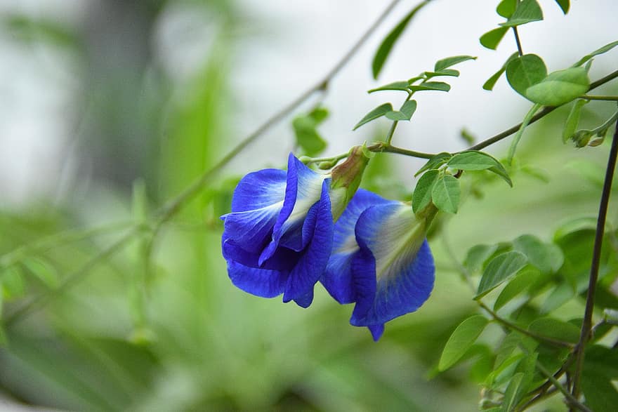 ervilha borboleta, flores, plantar, pétalas, flor, ervilha azul, sai, jardim, natureza