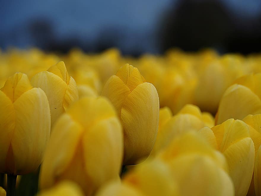 tulipani, fiori, campo, petali, fiori gialli, tulipani gialli, fiori di primavera, fioritura, primavera, piante, giardino