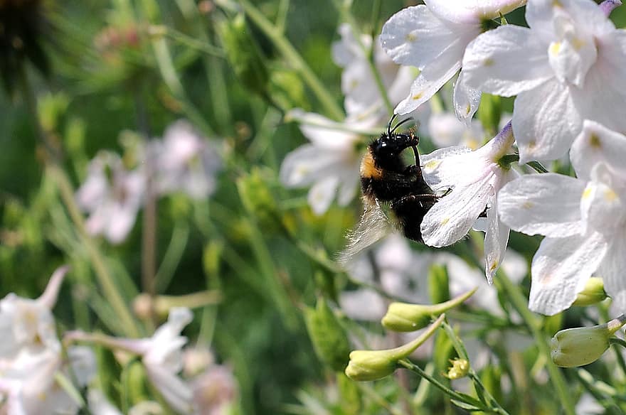 蜂、受粉する、昆虫、受粉、バンブルビー、花、翼のある昆虫、翼、自然、膜翅目、昆虫学