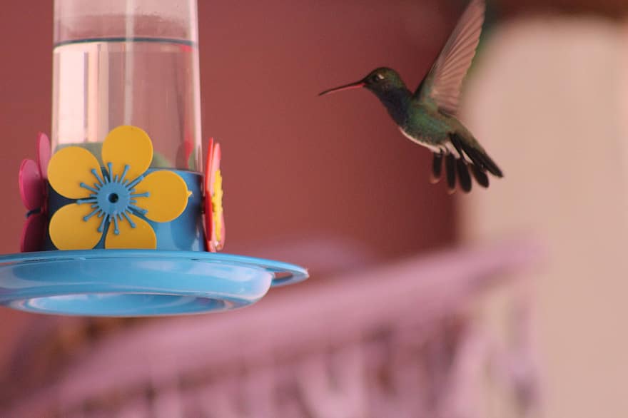 colibrí, ocell, alimentador, menjar, bec, ales, plomes, plomatge, aviària, ornitologia, passaro