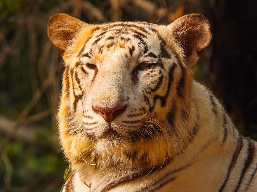 Zoologischer Park Nehru, Tiger, Zoo, Tier