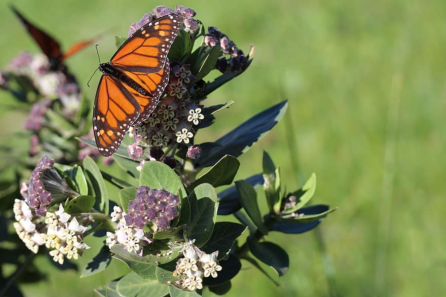 milkweed, monark sommerfugle, Sommerfugleværtsanlæg, monark caterpillar, larve, gemmer sig, insekter, fodring, blomster, amerikansk plante, natur
