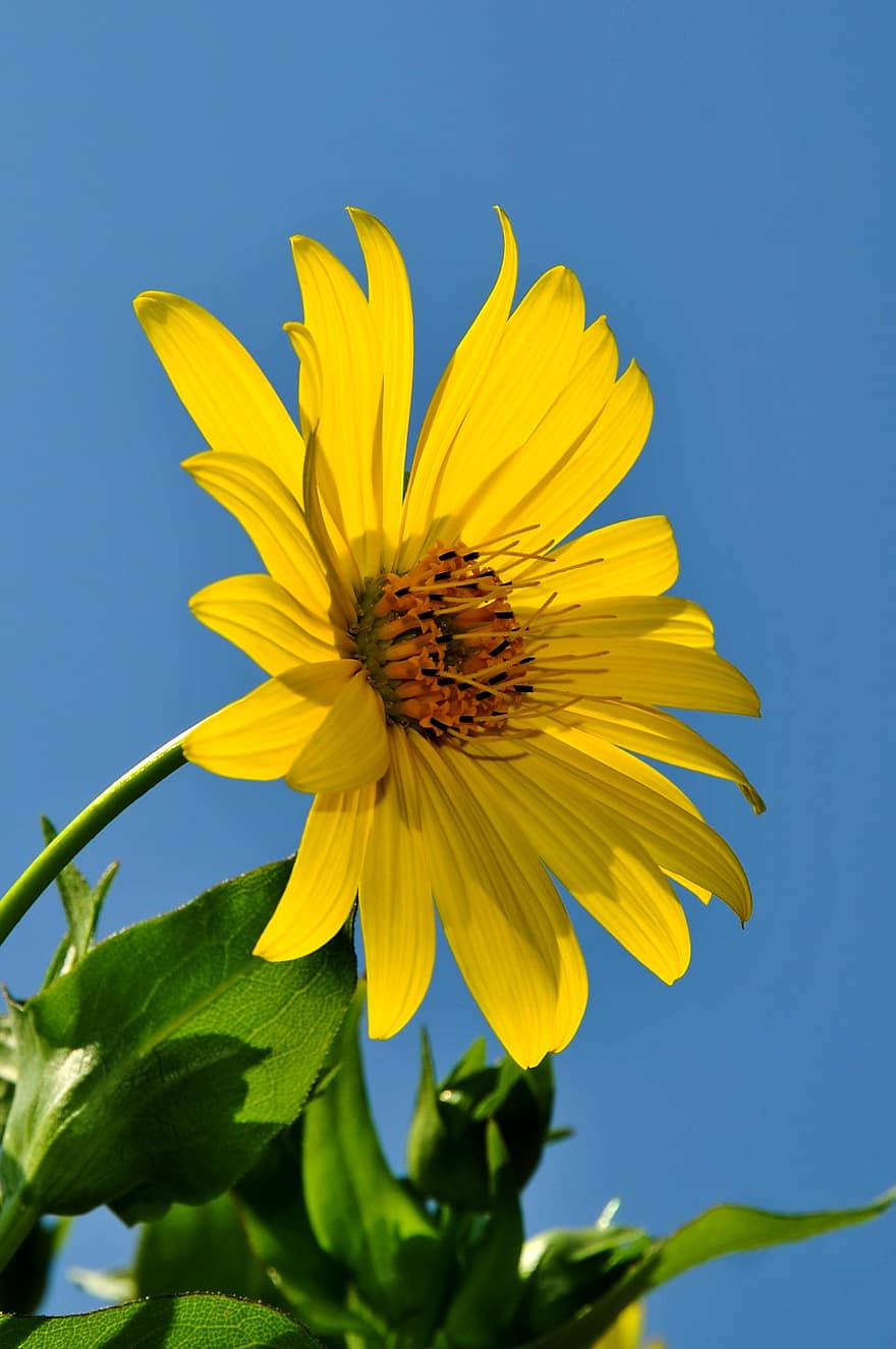 bunga matahari, bunga, menanam, kelopak, berkembang, taman, alam, musim panas, kuning, merapatkan, daun bunga