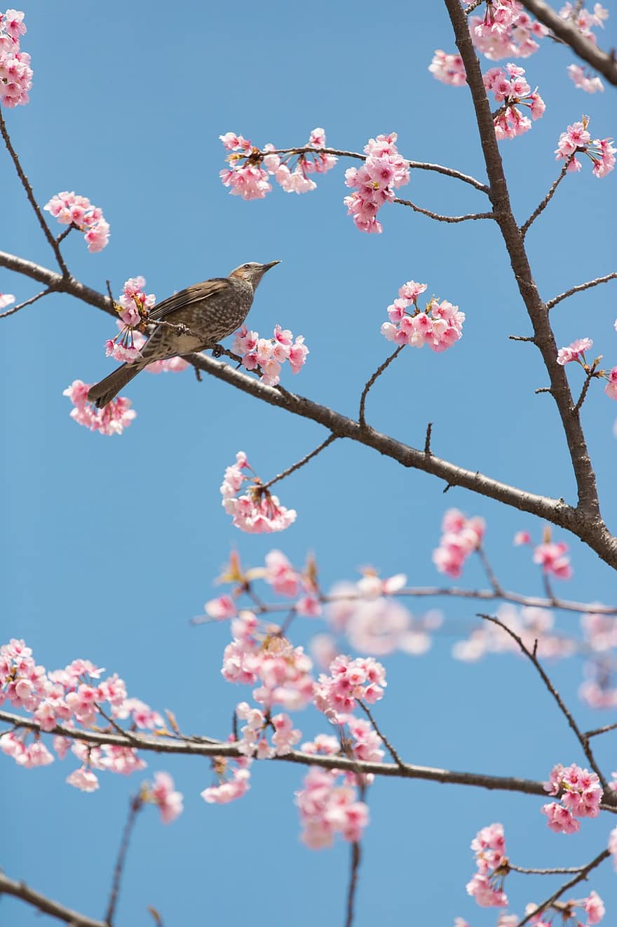 Cherry Blossoms, Bird, Flowers, Spring, Branches, Perched, Twigs, Park, branch, flower, springtime