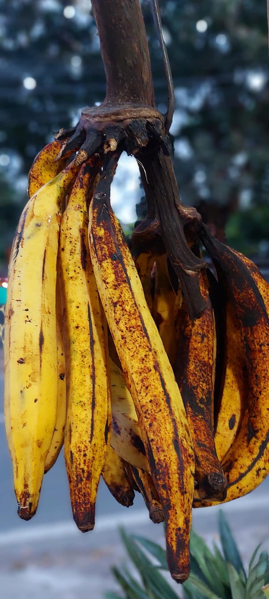 augļi, banāni, bioloģiski, nogatavojies, tropu, kālija