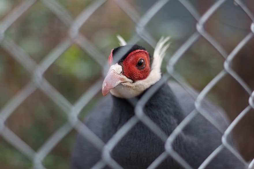 Pheasant, Fence, Zoo, Chain Link Fence, Bird, Animal, Cage