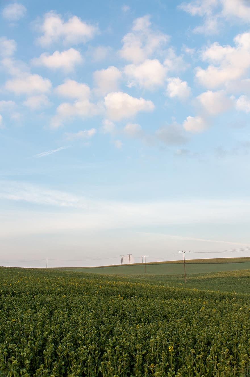 Field, Nature, Rural, Outdoors, Clouds, Agriculture, Rapeseed, Botany, rural scene, wind turbine, farm
