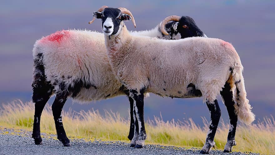 ovelha, Fazenda, animais, RAM, pecuária, lã, agricultura