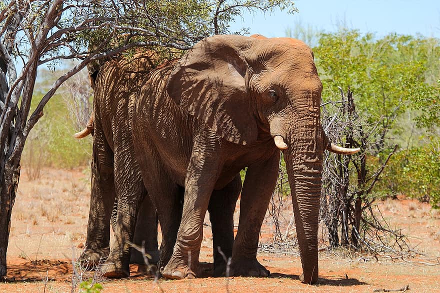 हाथी, जानवर, सस्तन प्राणी, अफ्रीकी हाथी, जंगली, सूँ ढ, मोटे चमड़े का जनवार, बड़ा जानवर, बड़े स्तनपायी, अफ्रीका, प्रकृति