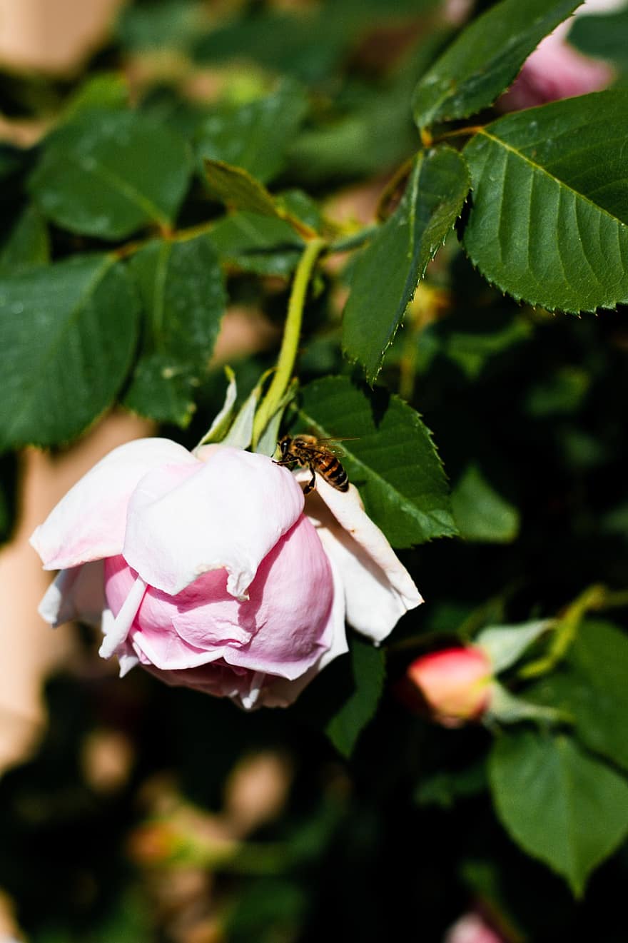 Rose, pink rose, lyserød blomst, blomst, bi, natur, insekt, flor, tæt på, plante, blad