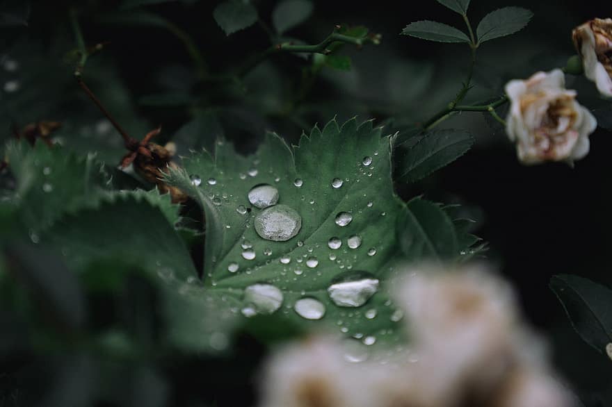 पत्ते, पौधा, वर्षा, बारिश की बूंदें, हरा
