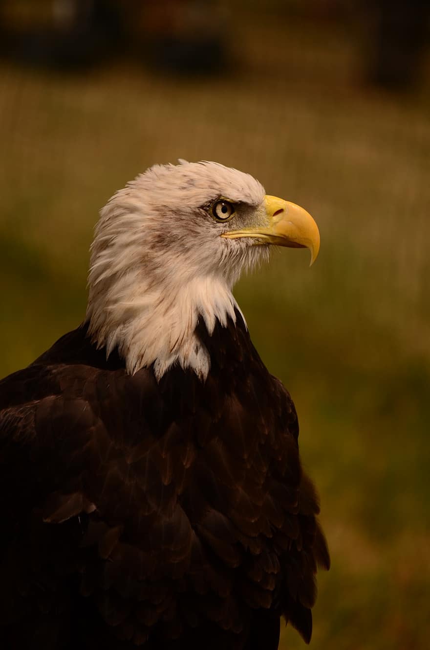 àguila, ocell, rapinyaire, cap d'àguila, raptor, plomes, plomatge, vida salvatge, bec, perfil lateral, retrat