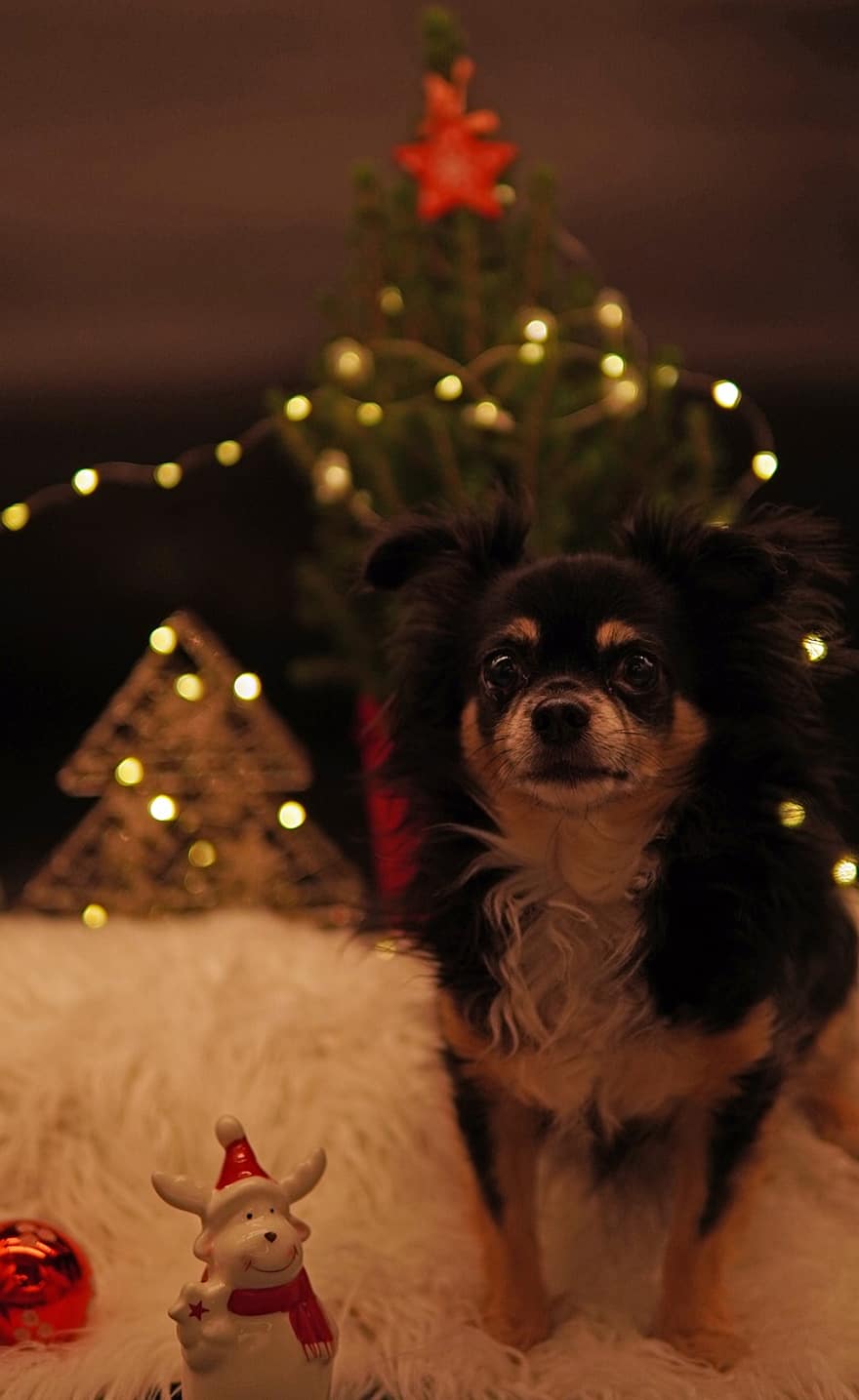 пес, чихуахуа, ялина, Різдво, щасливі вихідні, Різдвяна листівка, вогні, різдвяні прикраси, тварина, милий