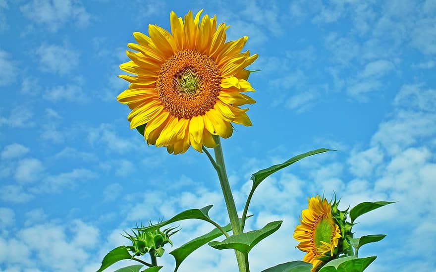 bunga matahari, bunga-bunga, bunga kuning, alam, tanaman, langit biru, merapatkan, flora, berkembang