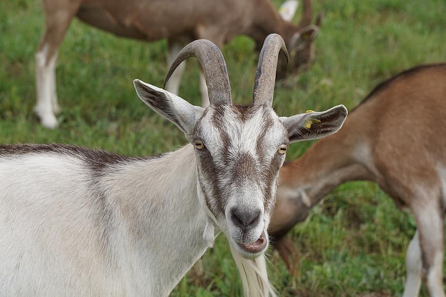 Goat, Animal, Nature, Creature, Horns, Mammals, Eating, Grass