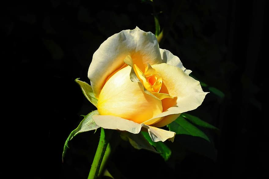Роза, цветок, завод, чайная роза, желтая роза, желтый цветок, лепестки, цветение, цвести, цветущий, красота