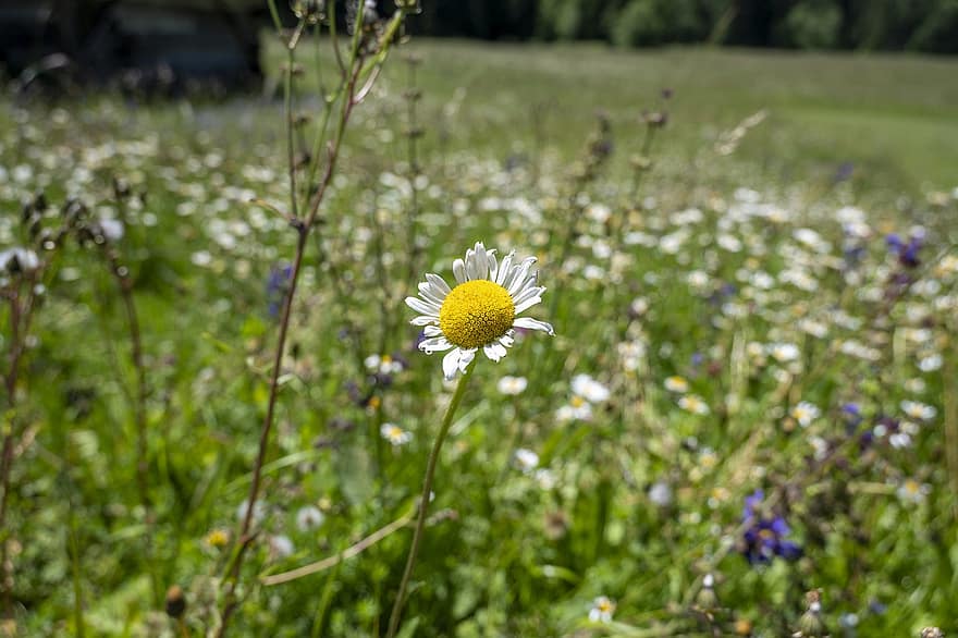 Blume, Dolomiten, Natur, Fokus, Margaret, Blumen, Italien, Sommer-, Landschaft