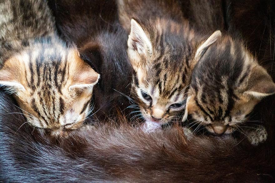 Kittens, Cats, Breastfeeding, Nursing, Pets