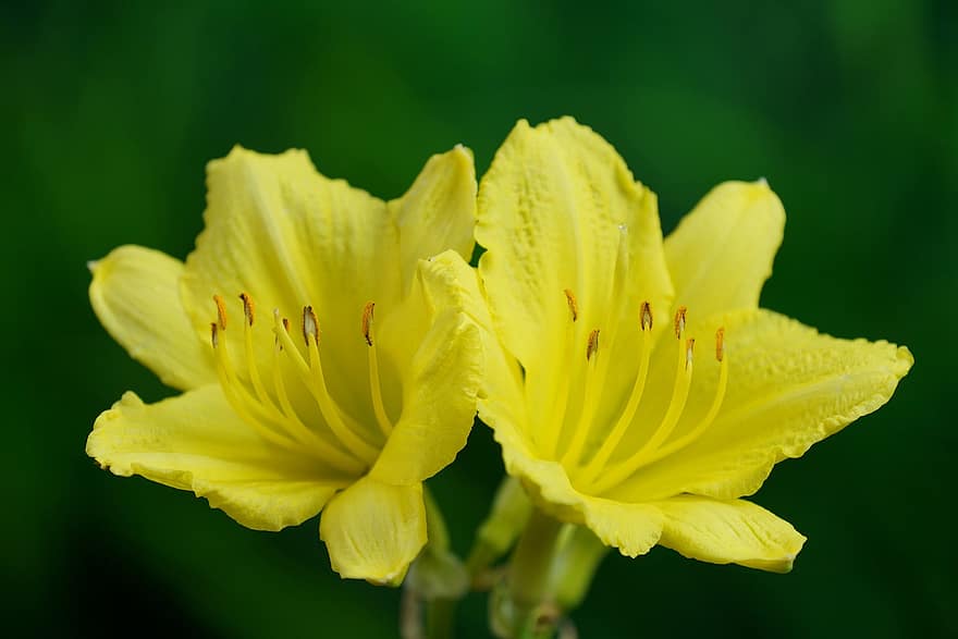 dzeltens daylily, ziedi, augu, diennakts, dzelteni ziedi, ziedlapiņām, pļāpāt, zied, raksturs