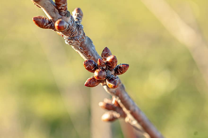 Apricot Buds, Fruit Tree, Apricot Tree, Buds, Nature, close-up, plant, branch, macro, tree, green color