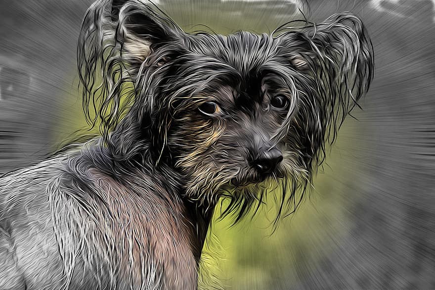 perro, perro crestado chino, perro sin pelo, chocholáč chino, mascota, animal, canino, perrito, retrato, joven, pintura al óleo digital